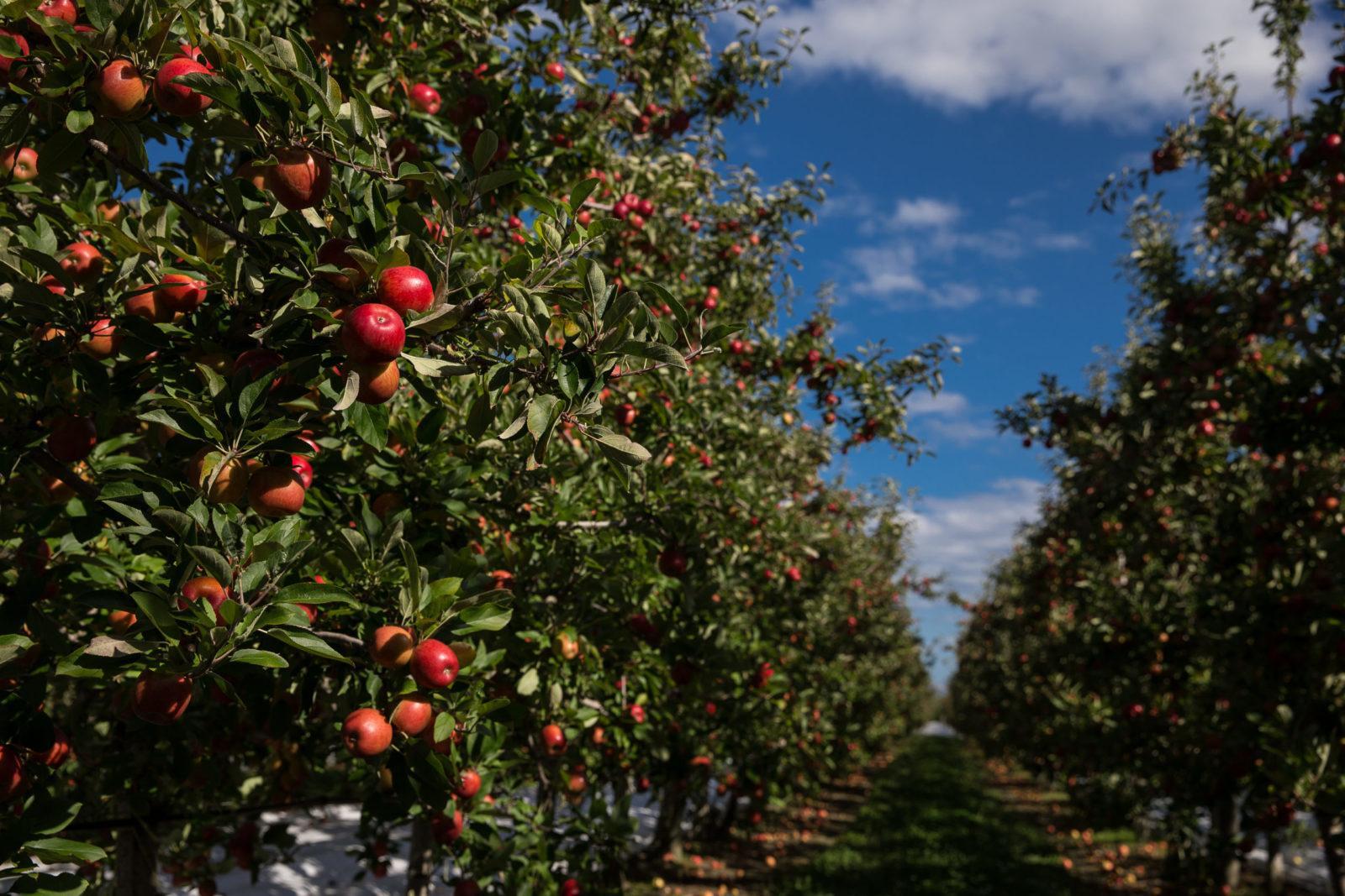 Happy Easter! JAZZ Apple UK