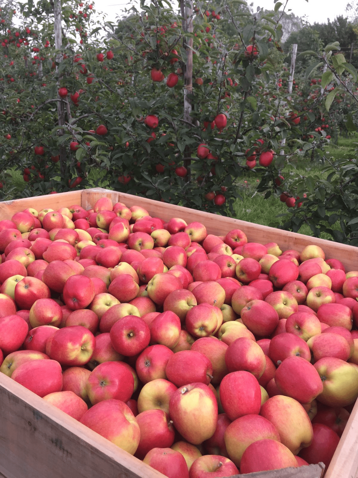 UK Grown JAZZ™ Coming Soon JAZZ Apple UK