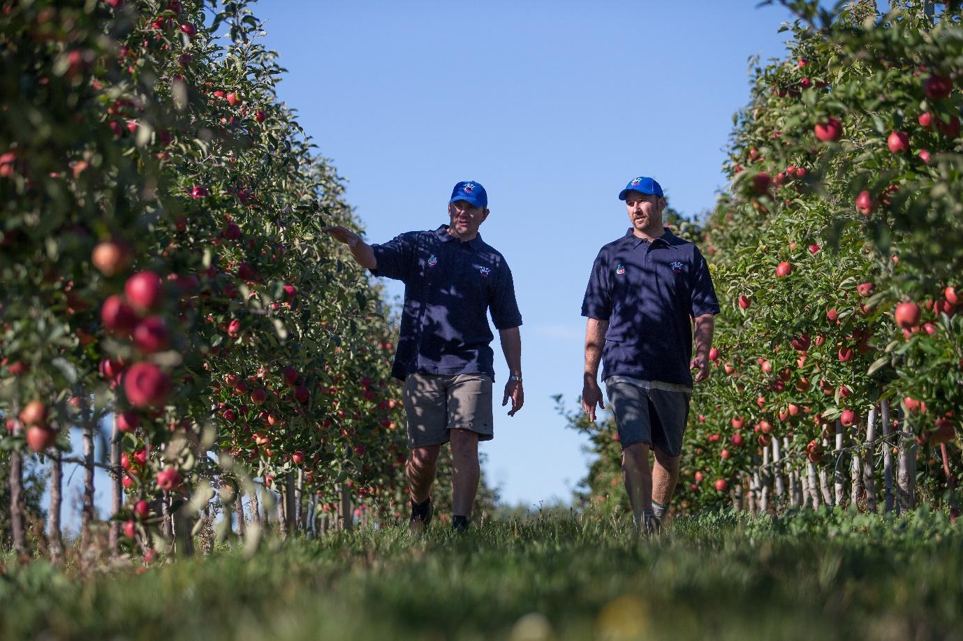 UK JAZZ Apple Season Approaches JAZZ Apple UK