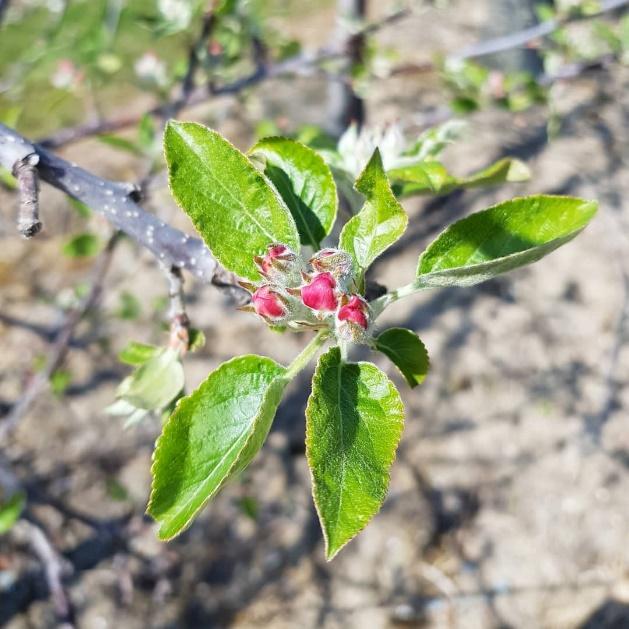 New Season JAZZ™ Apples Arrive on Our Shores! JAZZ Apple UK