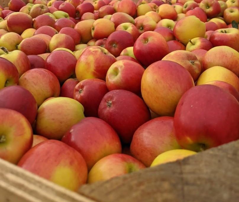 New Season British Grown JAZZ™ Apples Arrive in Stores