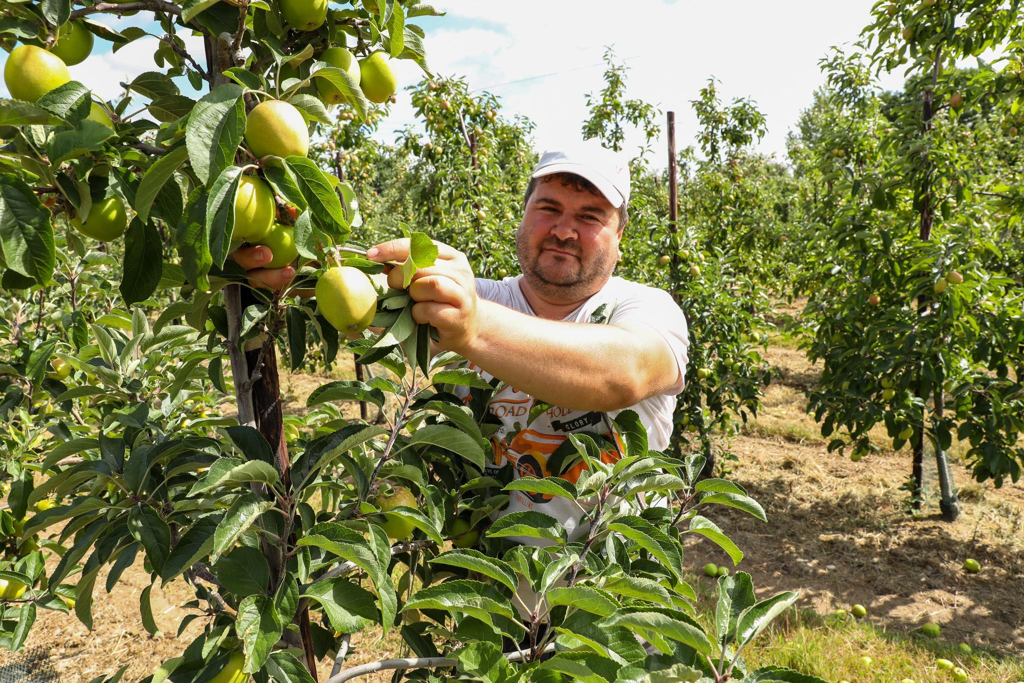 August in the JAZZ™ Orchard JAZZ Apple UK