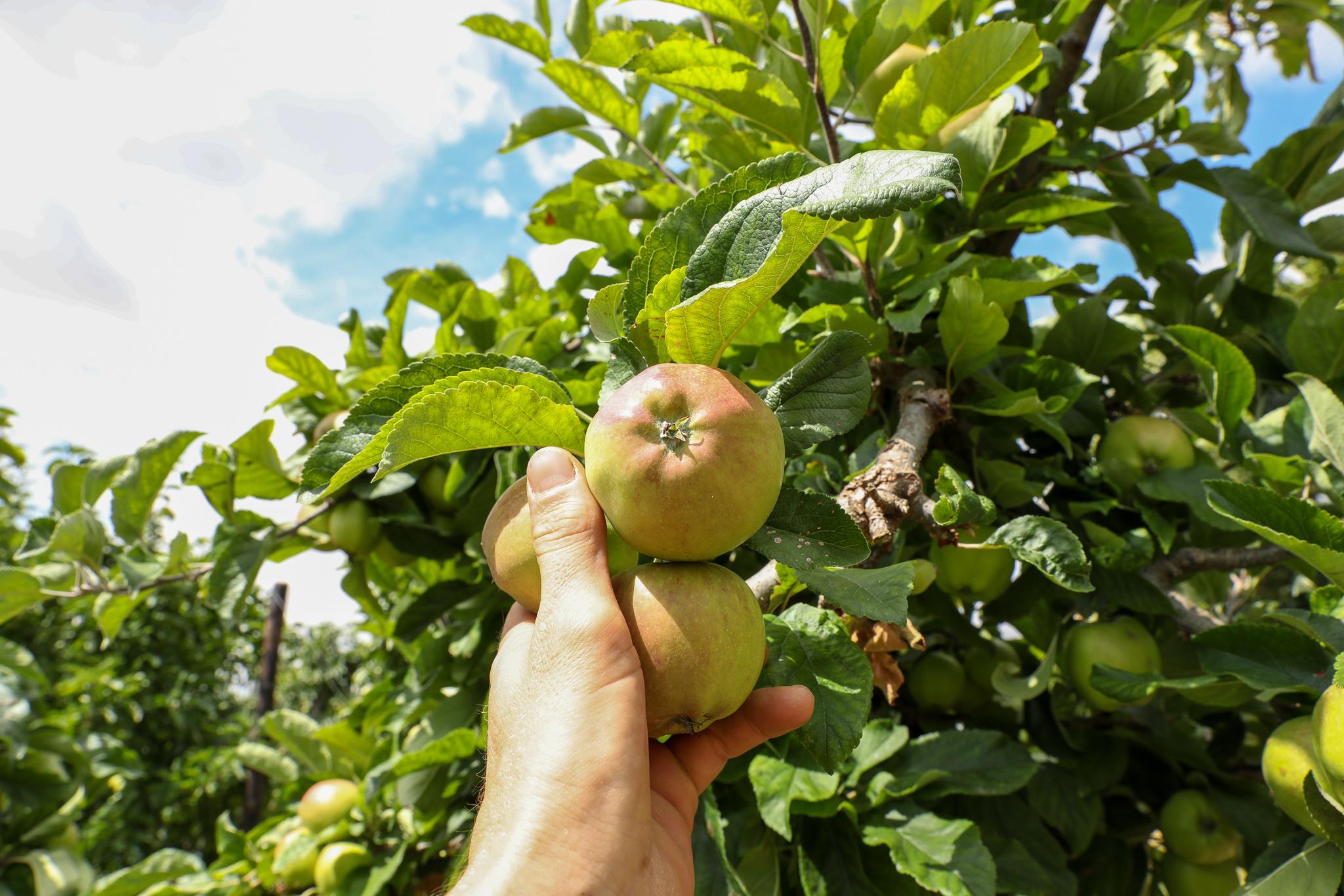 August in the JAZZ™ Orchard JAZZ Apple UK
