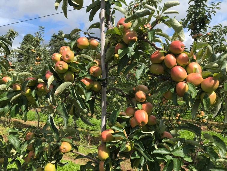 British JAZZ™ Apple Growers Prepare for New Season