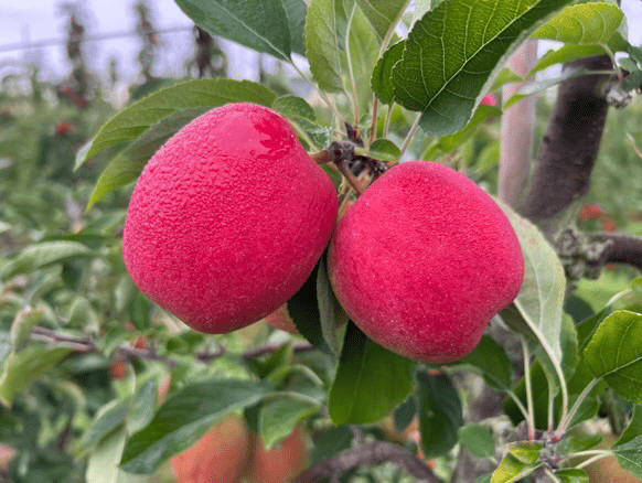 JAZZ™ Harvest Time!